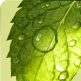 Mentha spicata